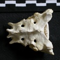 Sacrum (1402 visits) Gulo gulo - Male - AdultCollection: Department d'Osteology of National Museum of Kenya, Nairobi (Id... Sacrum