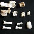 Tarsus and phalanges (17756 visits) Gulo gulo - Male - Adult - Right elementsCollection: Department d'Osteology of National Museum of K... Tarsus and phalanges