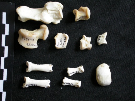 Tarsus and phalanges (17799 visits) Gulo gulo - Male - Adult - Right elementsCollection: Department d'Osteology of National Museum of K... Tarsus and phalanges