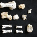 Tarsus and phalanges (17824 visits) Gulo gulo - Male - Adult - Right elementsCollection: Department d'Osteology of National Museum of K... Tarsus and phalanges