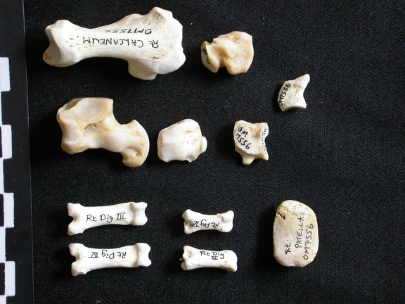 Tarsus and phalanges (17824 visits) Gulo gulo - Male - Adult - Right elementsCollection: Department d'Osteology of National Museum of K... Tarsus and phalanges