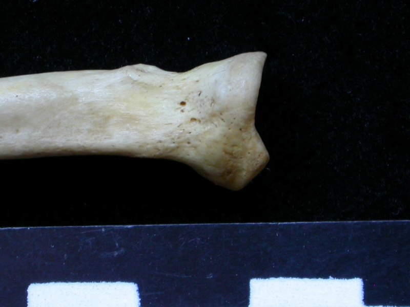 Radius: proximale part (1173 visits) Meles meles - Adult - Right elementCollection: J.-P. Brugal (Id:C1) - Country : Lot, France Radius: proximale part