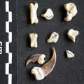 Carpus and phalanges (8931 visits) Mellivora capensis - Male - Adult - Right elementsCollection: Department d'Osteology of National Mus... Carpus and phalanges