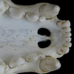 Skull: incisive bone (1454 visits) Lutra lutra - Adult young femaleCollection: Portuguese Center of Investigation in Archaeology (Id:CI... Skull: incisive bone