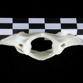 Atlas (3006 visits) Lutra lutra - Male - AdultCollection: Portuguese Center of Investigation in Archaeology (Id:CIPA1267... Atlas