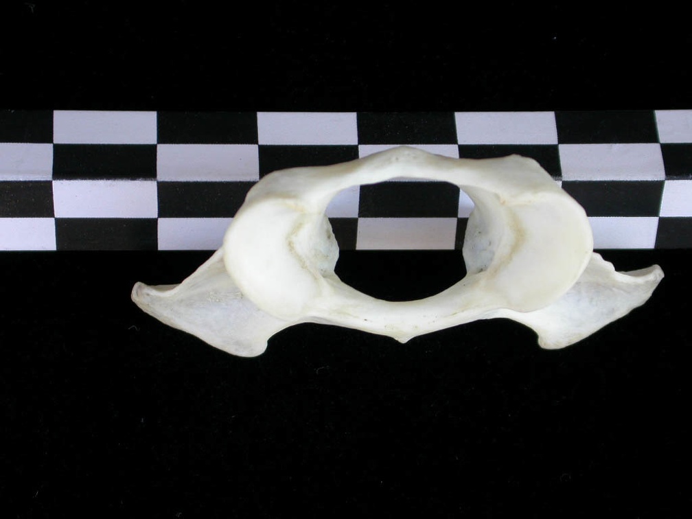 Atlas (2917 visits) Lutra lutra - Male - AdultCollection: Portuguese Center of Investigation in Archaeology (Id:CIPA1267... Atlas