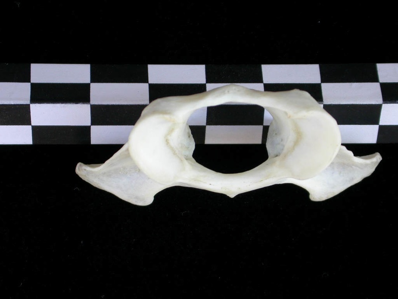 Atlas (2916 visits) Lutra lutra - Male - AdultCollection: Portuguese Center of Investigation in Archaeology (Id:CIPA1267... Atlas
