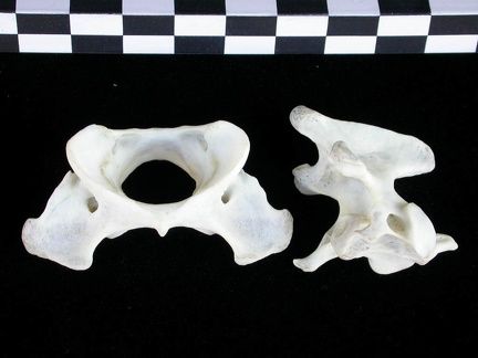 Atlas and axis (3632 visits) Lutra lutra - Male - AdultCollection: Portuguese Center of Investigation in Archaeology (Id:CIPA1267... Atlas and axis