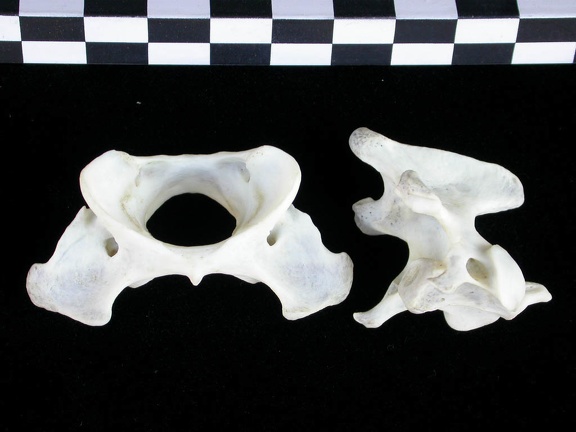Atlas and axis (3632 visits) Lutra lutra - Male - AdultCollection: Portuguese Center of Investigation in Archaeology (Id:CIPA1267... Atlas and axis