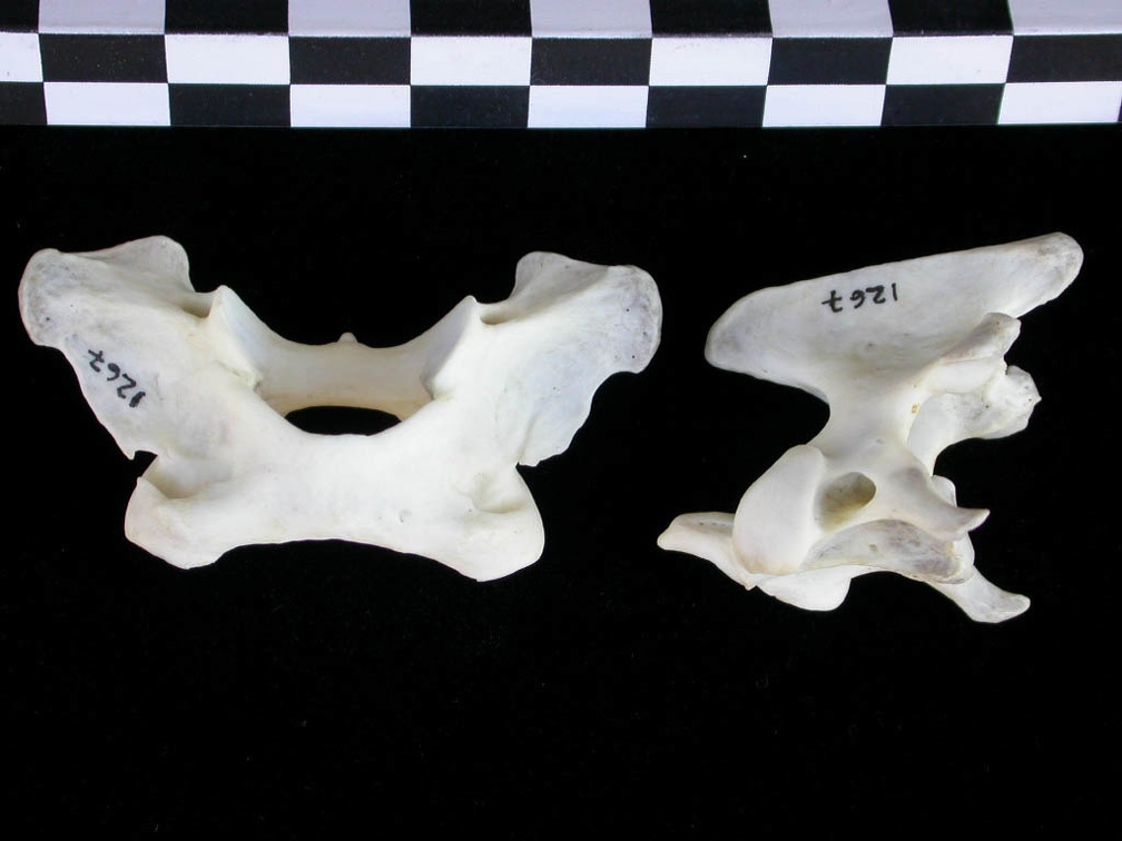Atlas and axis (3704 visits) Lutra lutra - Male - AdultCollection: Portuguese Center of Investigation in Archaeology (Id:CIPA1267... Atlas and axis