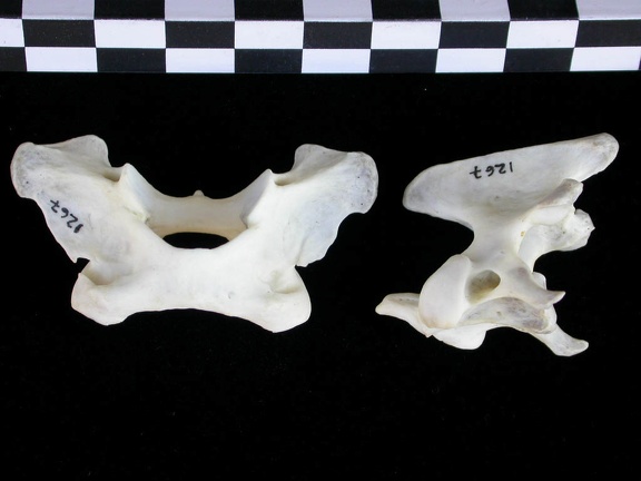 Atlas and axis (3704 visits) Lutra lutra - Male - AdultCollection: Portuguese Center of Investigation in Archaeology (Id:CIPA1267... Atlas and axis