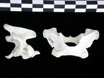 Atlas and axis (3620 visits) Lutra lutra - Male - AdultCollection: Portuguese Center of Investigation in Archaeology (Id:CIPA1267... Atlas and axis