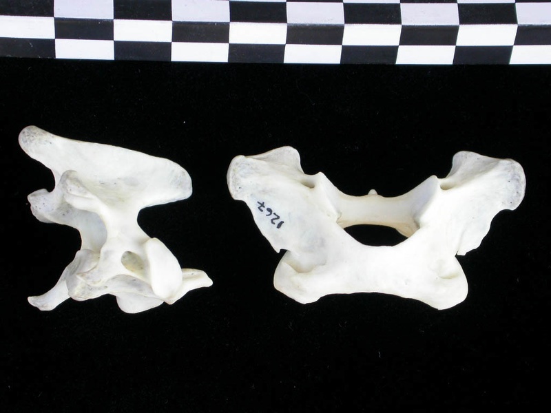 Atlas and axis (3620 visits) Lutra lutra - Male - AdultCollection: Portuguese Center of Investigation in Archaeology (Id:CIPA1267... Atlas and axis