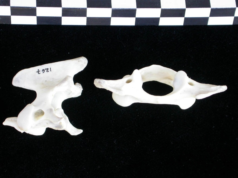 Atlas and axis (3561 visits) Lutra lutra - Male - AdultCollection: Portuguese Center of Investigation in Archaeology (Id:CIPA1267... Atlas and axis