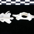 Atlas and axis (3519 visits) Lutra lutra - Male - AdultCollection: Portuguese Center of Investigation in Archaeology (Id:CIPA1267... Atlas and axis