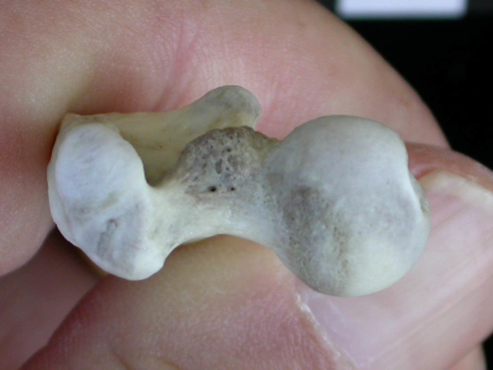 Femur: proximale part (1499 visits) Lutra lutra - Male - Adult- Right elementCollection: Portuguese Center of Investigation in Archaeolo... Femur: proximale part
