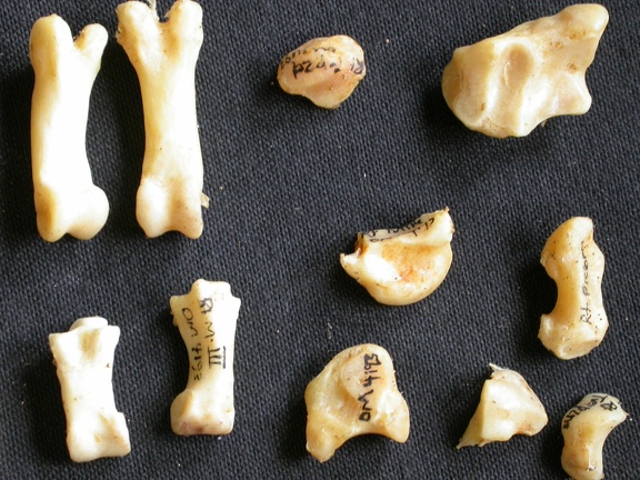Carpus and phalanges (61329 visits) Acinonyx jubatus - Female - AdultRight elements - Collection: Kabete laboratory (Id:OM4193) - Countr... Carpus and phalanges