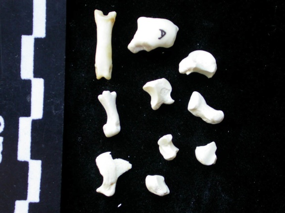 Carpus and phalanges (70902 visits) Felis silvestris - Young adult - Right elementsCollection: M.F.Bonifay, MMSH (donation M. Jeannet 19... Carpus and phalanges