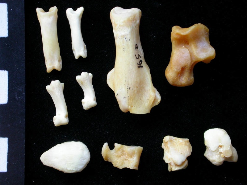 Tarsus and phalanges (20326 visits) Felis silvestris - Young adult - Right elementsCollection: M.F.Bonifay, MMSH (donation M. Jeannet 19... Tarsus and phalanges