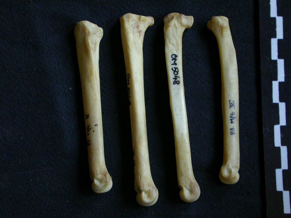 Metatarsals (1632 visits) Hyaena hyaena - Adult - Right elementsCollection: Department d'Osteology of National Museum of Kenya... Metatarsals