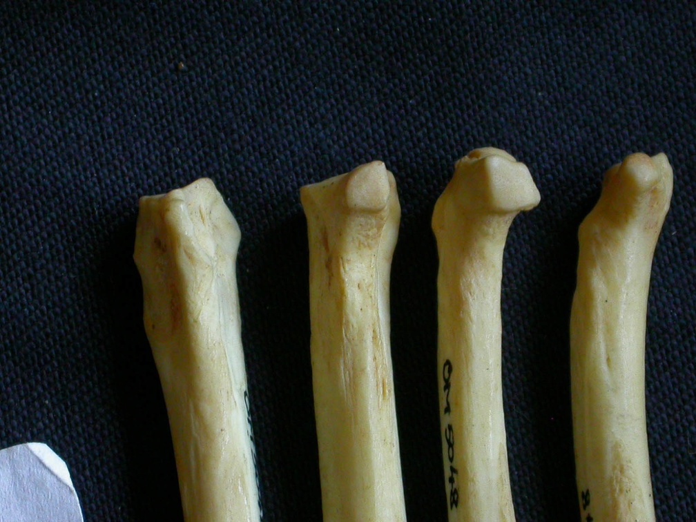 Metatarsals: proximale part (1523 visits) Hyaena hyaena - Adult - Right elementsCollection: Department d'Osteology of National Museum of Kenya... Metatarsals: proximale part
