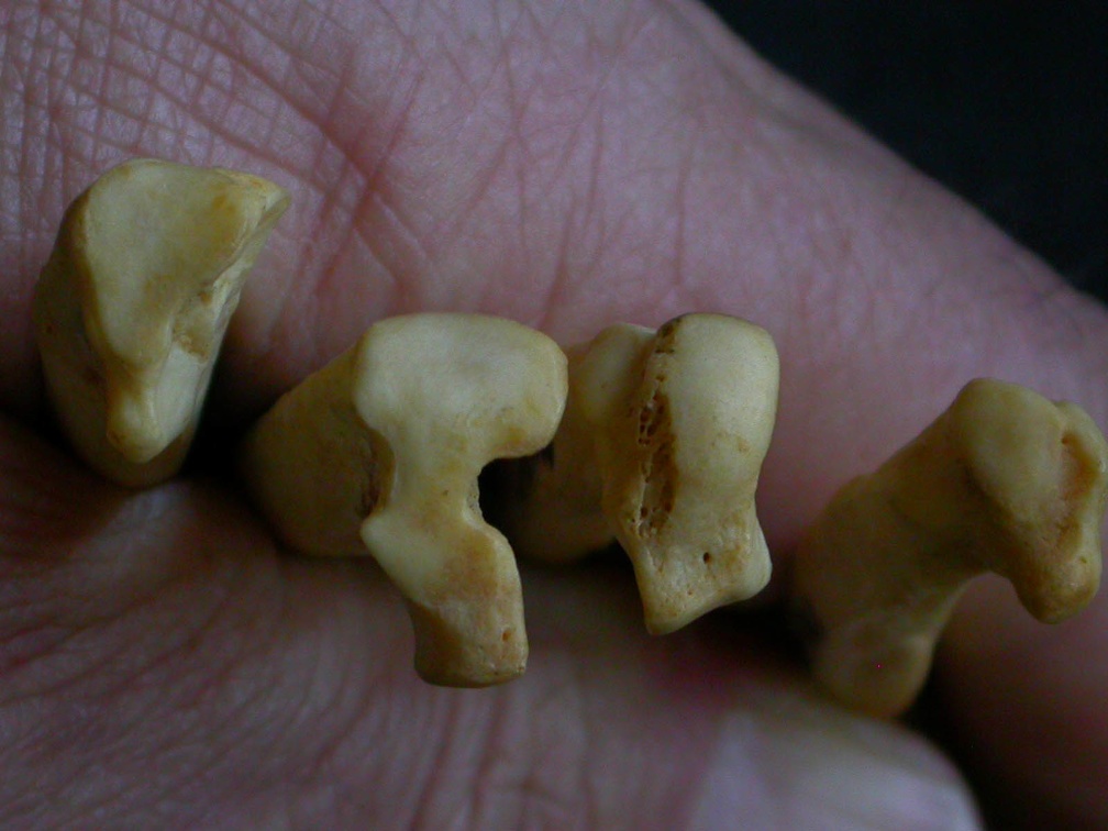 Metatarsals: proximale part (1468 visits) Hyaena hyaena - Adult - Right elementsCollection: Department d'Osteology of National Museum of Kenya... Metatarsals: proximale part