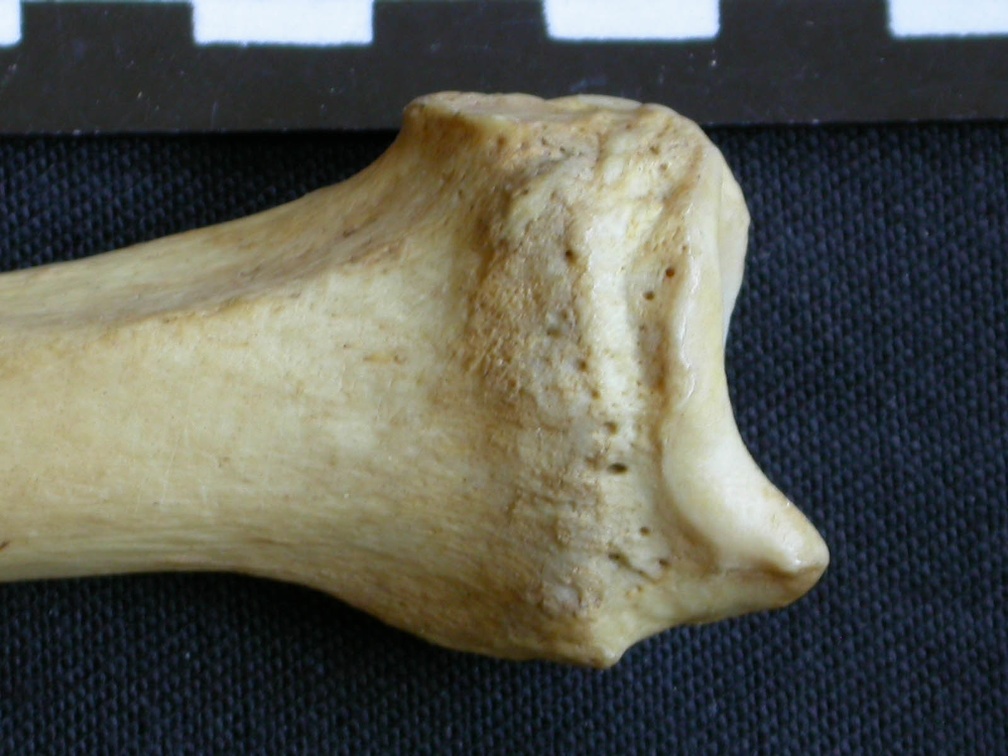 Radius: distal part (1120 visits) Hyaena hyaena - Adult - Right elementCollection: Department d'Osteology of National Museum of Kenya,... Radius: distal part