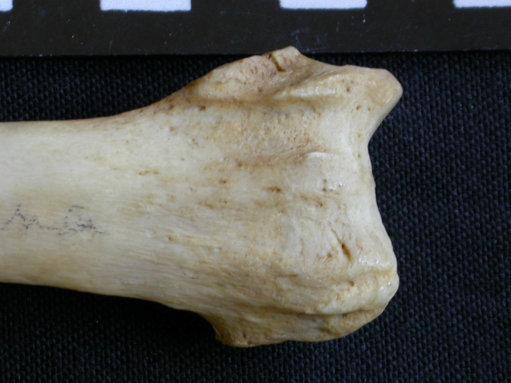 Radius: distal part (1180 visits) Hyaena hyaena - Adult - Right elementCollection: Department d'Osteology of National Museum of Kenya,... Radius: distal part