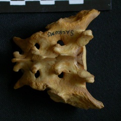 Sacrum (1197 visits) Hyaena hyaena - AdultCollection: Department d'Osteology of National Museum of Kenya, Nairobi (Id:OM5... Sacrum