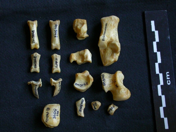 Tarsus and phalanges (19691 visits) Hyaena hyaena - Adult - Right elementsCollection: Department d'Osteology of National Museum of Kenya... Tarsus and phalanges