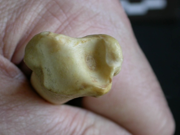 Tibia: distal part (1292 visits) Hyaena hyaena - Adult - Right elementCollection: Department d'Osteology of National Museum of Kenya,... Tibia: distal part