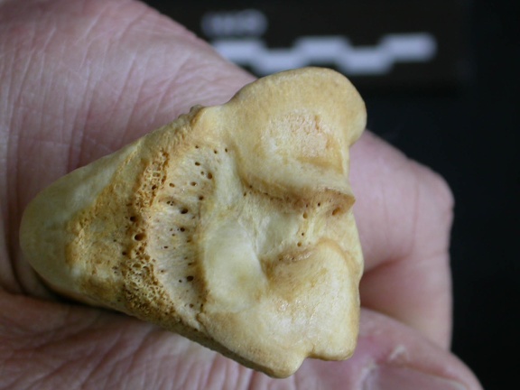 Tibia: proximale part (1144 visits) Hyaena hyaena - Adult - Right elementCollection: Department d'Osteology of National Museum of Kenya,... Tibia: proximale part