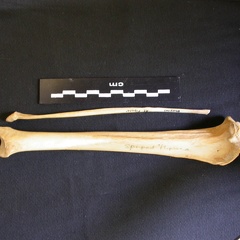 Tibia and fibula (1627 visits) Hyaena hyaena - Adult - Right elementsCollection: Department d'Osteology of National Museum of Kenya... Tibia and fibula