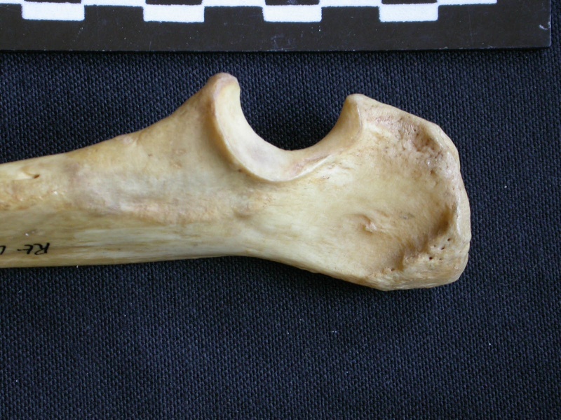 Ulna: proximale part (1102 visits) Hyaena hyaena - Adult - Right elementCollection: Department d'Osteology of National Museum of Kenya,... Ulna: proximale part