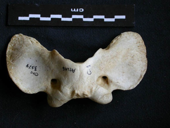Atlas (3096 visits) Crocuta crocuta - AdultCollection: Department d'Osteology of National Museum of Kenya, Nairobi (Id:O... Atlas
