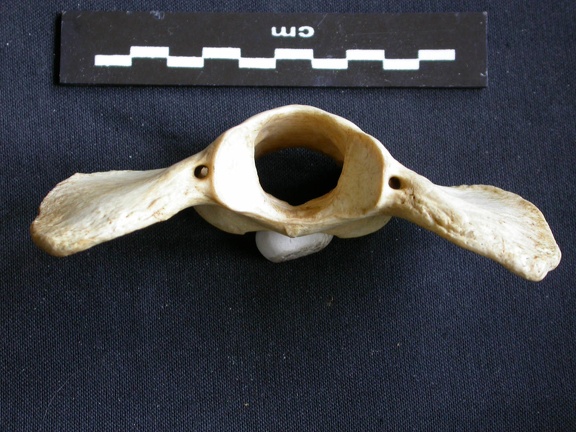 Atlas (2782 visits) Crocuta crocuta - AdultCollection: Department d'Osteology of National Museum of Kenya, Nairobi (Id:O... Atlas