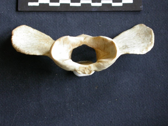 Atlas (2715 visits) Crocuta crocuta - AdultCollection: Department d'Osteology of National Museum of Kenya, Nairobi (Id:O... Atlas