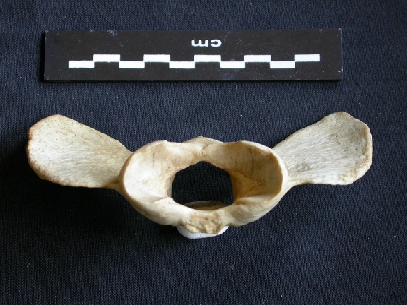 Atlas (2724 visits) Crocuta crocuta - AdultCollection: Department d'Osteology of National Museum of Kenya, Nairobi (Id:O... Atlas