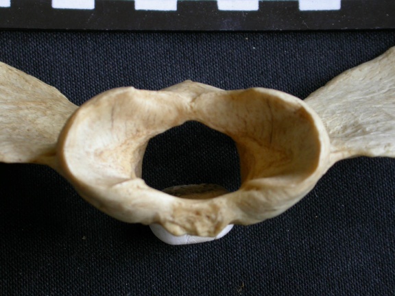 Atlas (2666 visits) Crocuta crocuta - AdultCollection: Department d'Osteology of National Museum of Kenya, Nairobi (Id:O... Atlas