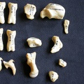 Carpus and phalanges (37240 visits) Crocuta crocuta - Adult - Right elementsCollection: Department d'Osteology of National Museum of Ken... Carpus and phalanges