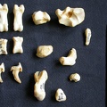 Carpus and phalanges (37265 visits) Crocuta crocuta - Adult - Right elementsCollection: Department d'Osteology of National Museum of Ken... Carpus and phalanges