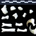 Carpus and phalanges (34529 visits) Lynx lynx - Young adult - Left elementsCollection: P. Fosse - Country: Poland Carpus and phalanges