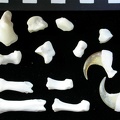 Carpus and phalanges (34072 visits) Lynx lynx - Young adult - Left elementsCollection: P. Fosse - Country: Poland Carpus and phalanges