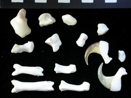 Carpus and phalanges (33938 visits) Lynx lynx - Young adult - Left elementsCollection: P. Fosse - Country: Poland Carpus and phalanges