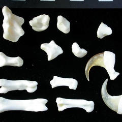 Carpus and phalanges (33740 visits) Lynx lynx - Young adult - Left elementsCollection: P. Fosse - Country: Poland Carpus and phalanges