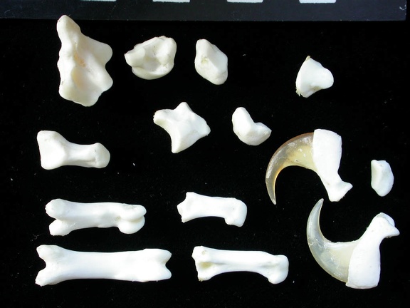Carpus and phalanges (33800 visits) Lynx lynx - Young adult - Left elementsCollection: P. Fosse - Country: Poland Carpus and phalanges