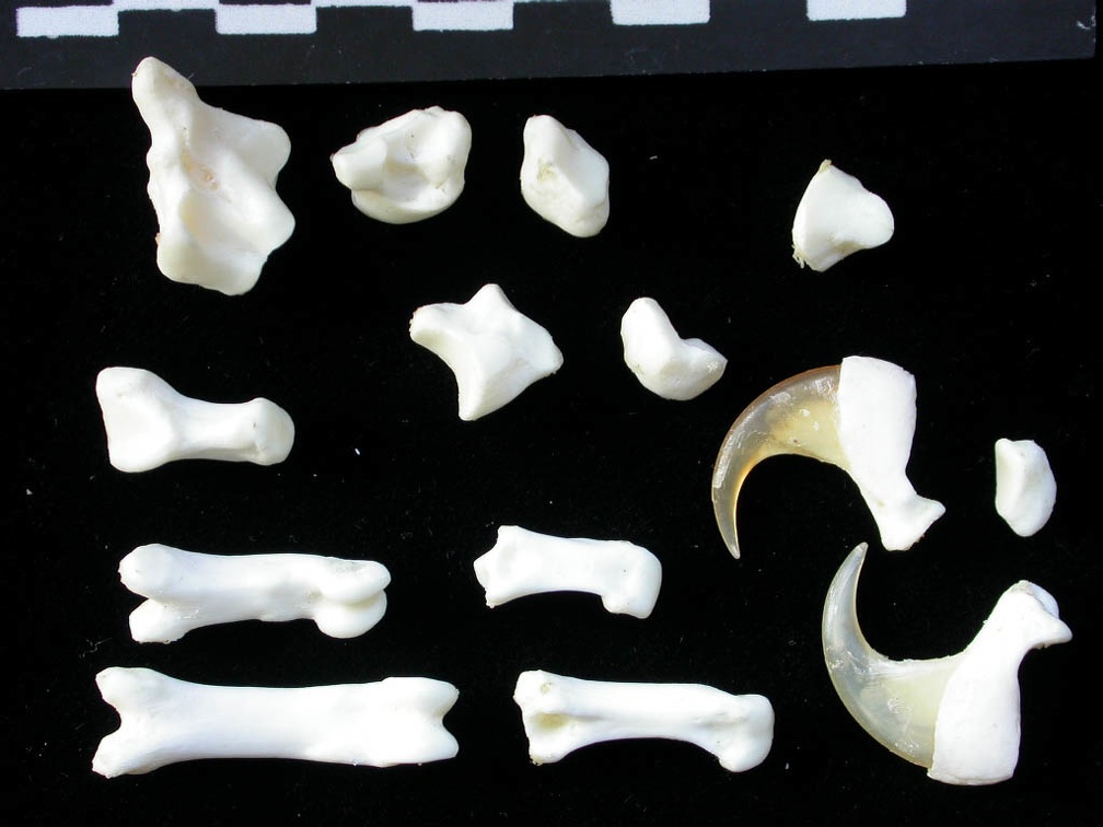 Carpus and phalanges (33120 visits) Lynx lynx - Young adult - Left elementsCollection: P. Fosse - Country: Poland Carpus and phalanges