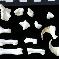 Carpus and phalanges (33043 visits) Lynx lynx - Young adult - Left elementsCollection: P. Fosse - Country: Poland Carpus and phalanges