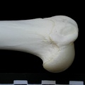 Humerus: proximale part (1190 visits) Lynx lynx - Young adult - Left elementCollection: P. Fosse - Country: Poland Humerus: proximale part