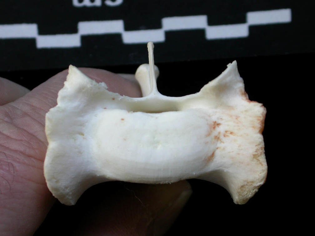 Sacrum: anterior view (1064 visits) Lynx lynx - Young adultCollection: P. Fosse - Country: Poland Sacrum: anterior view